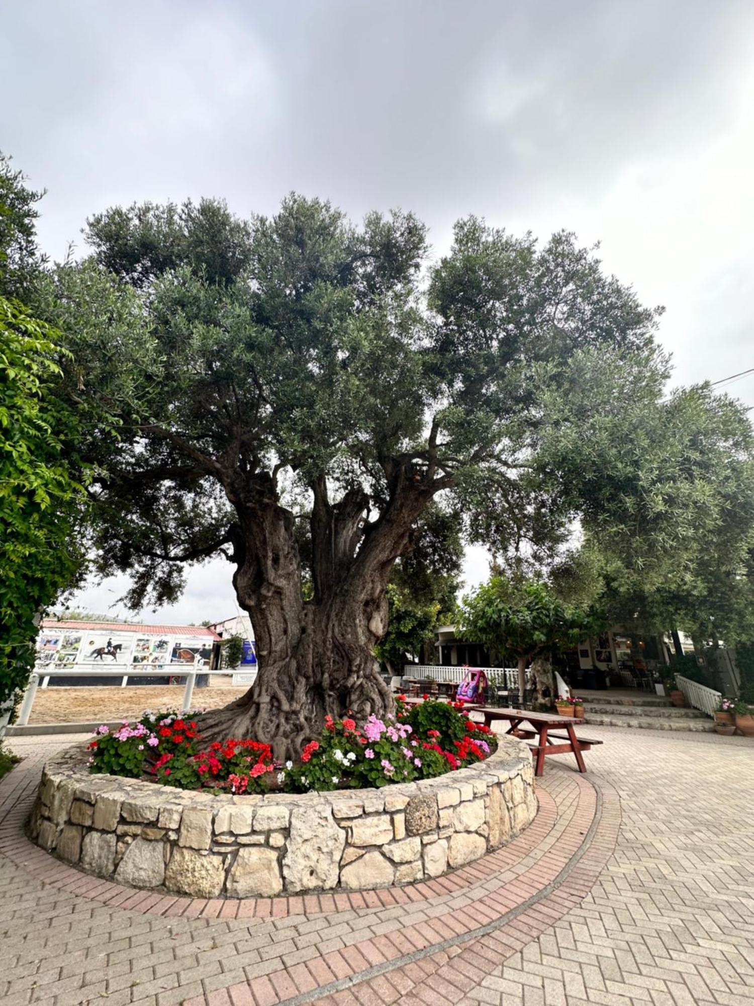 Amnisiades Apartments Καρτερός Εξωτερικό φωτογραφία